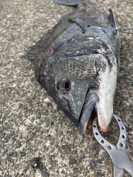 チヌやカンダイ釣れました