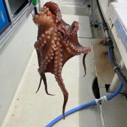 タコ釣りの新しいコツ