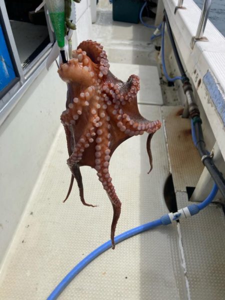 タコ釣りの新しいコツ