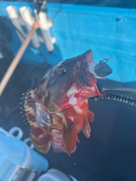 ボートロックフィッシング