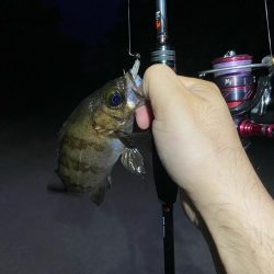 メバリング&エギング