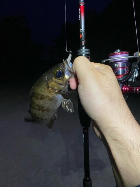 メバリング&エギング