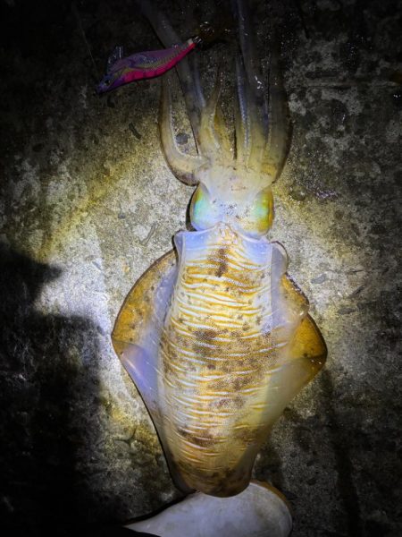 エギング　渋くても釣果あり