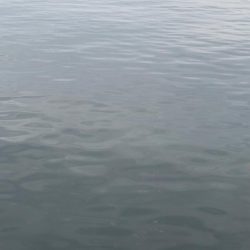 エギング 良型釣れた