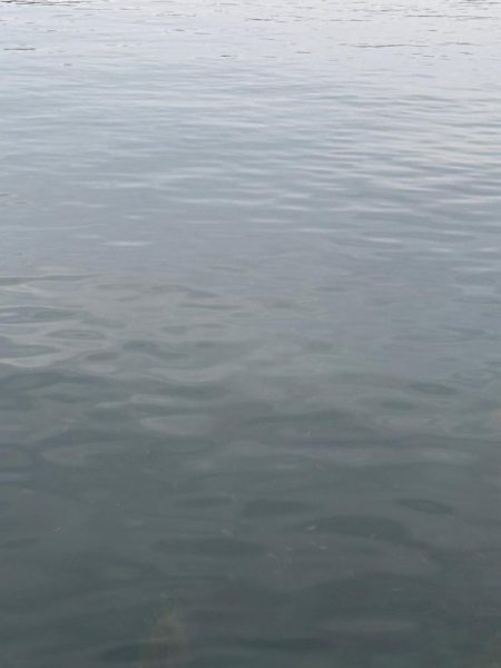 エギング 良型釣れた