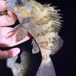 2夜連続メバリング