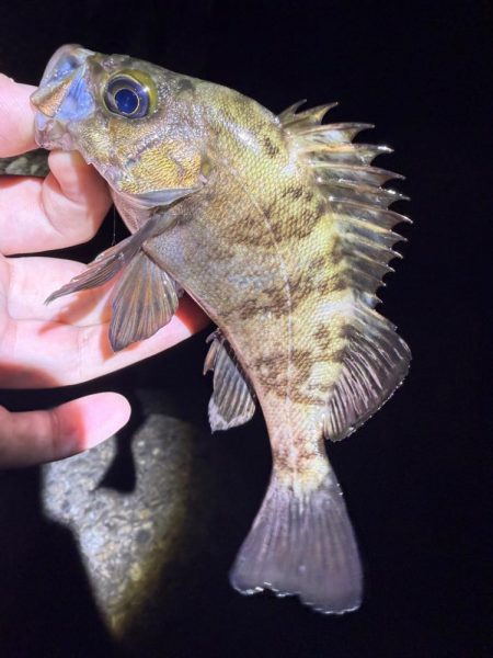2夜連続メバリング