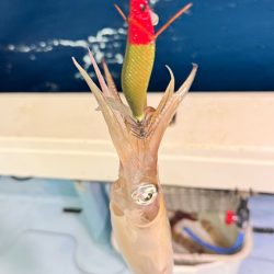 ケンサキイカ/イカメタル・オモリグ