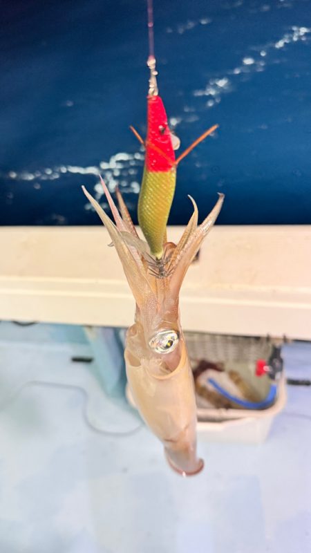 ケンサキイカ/イカメタル・オモリグ