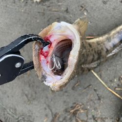 チニングのはずが