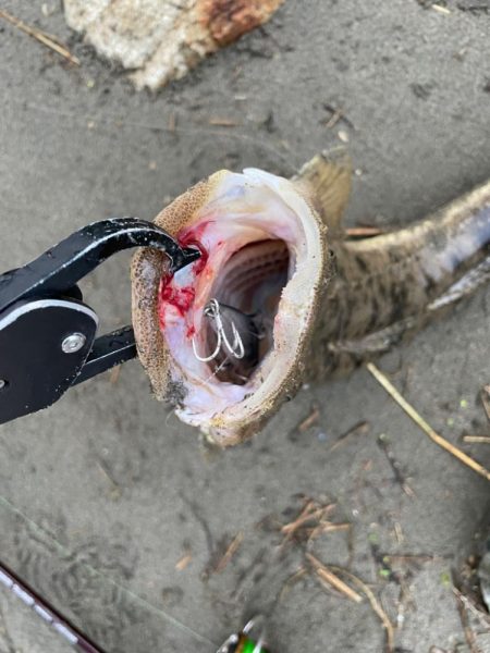 チニングのはずが