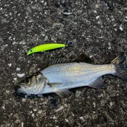 シーバスフィッシング