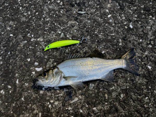 シーバスフィッシング