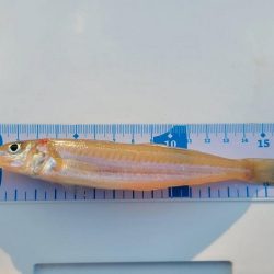 片男波海浜キス釣り