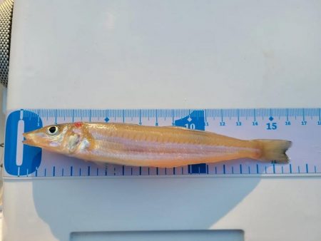 片男波海浜キス釣り