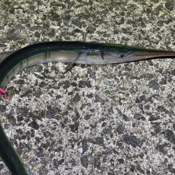 梅雨メバルシーズン前の激渋メバリング