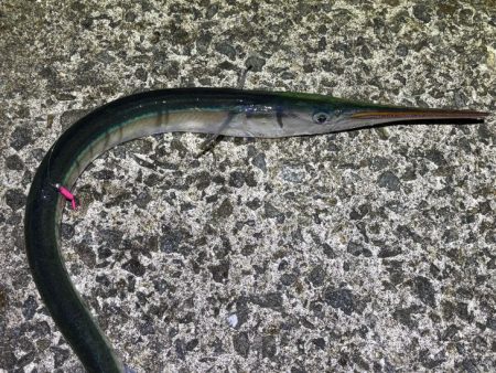 梅雨メバルシーズン前の激渋メバリング