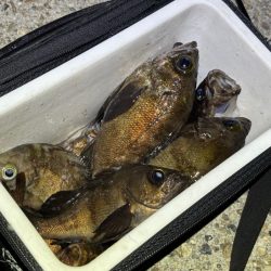 梅雨メバルで２０UPが連発！