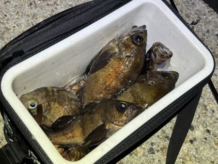 梅雨メバルで２０UPが連発！