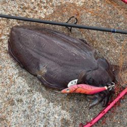 姫路春エギング｜夕マヅメにキロアップゲット！