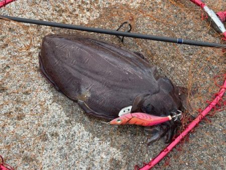 姫路春エギング｜夕マヅメにキロアップゲット！