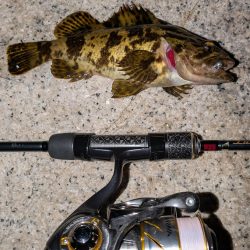 梅雨直前メバリング