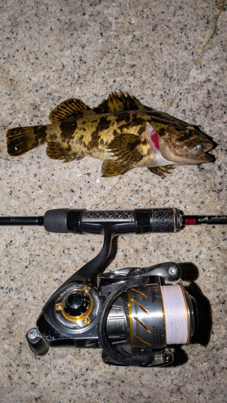 梅雨直前メバリング