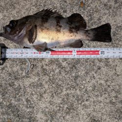 梅雨入りメバリング