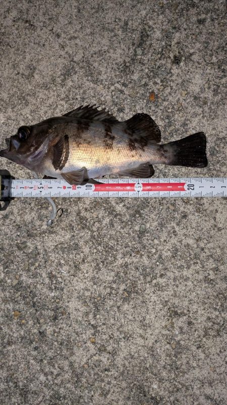 梅雨入りメバリング