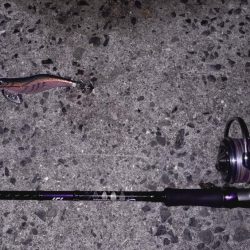 アオリは不在。