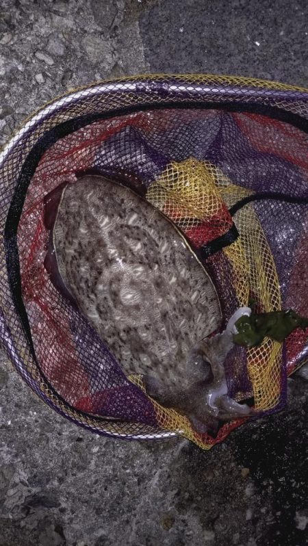 アオリは不在2。