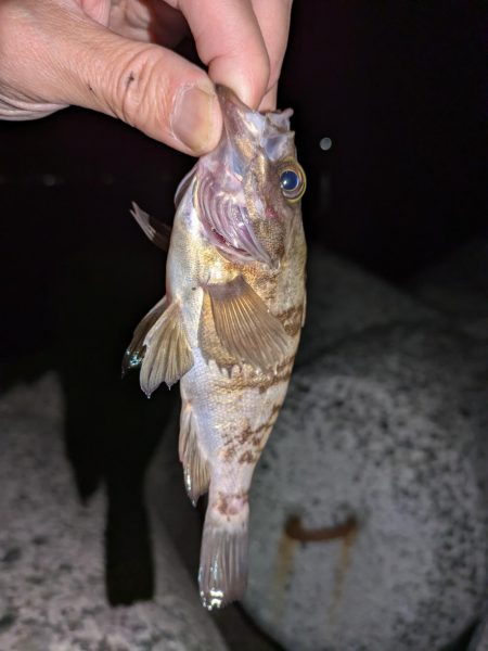 エギングとライトゲーム