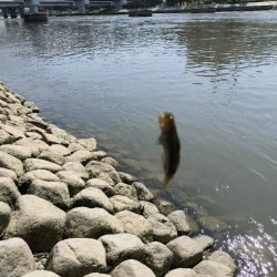 手長エビ初チャレンジ