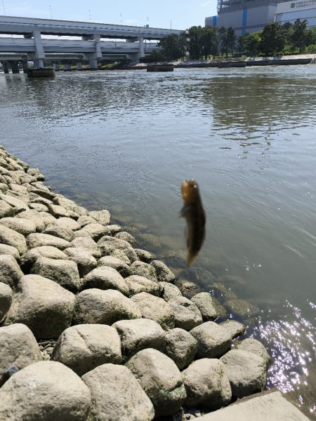 手長エビ初チャレンジ