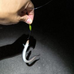 納涼アナゴ釣り