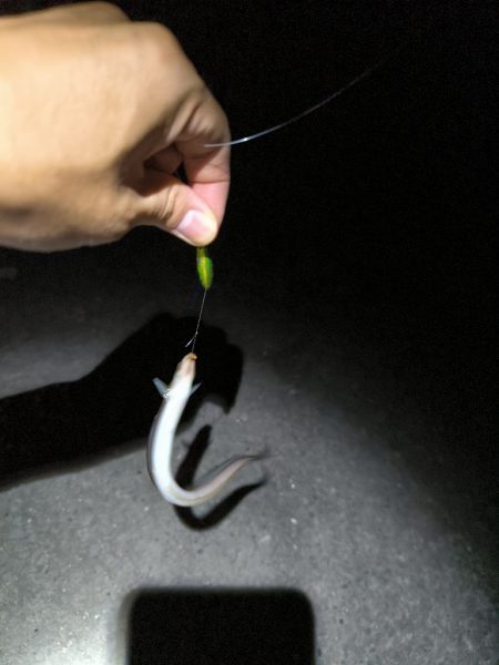 納涼アナゴ釣り