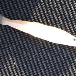 金魚かと思った笑