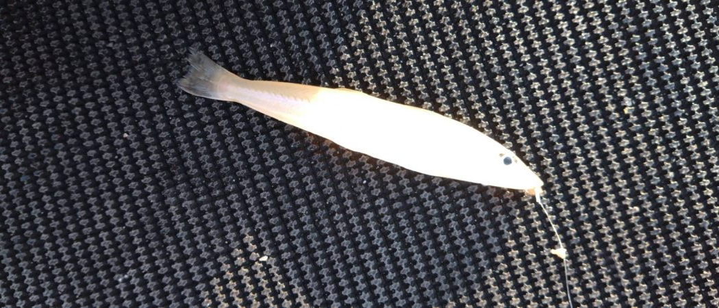 金魚かと思った笑