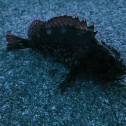 アコウ釣れない