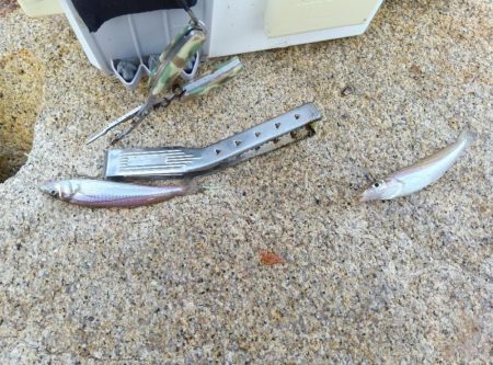 室津のキス釣り