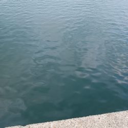 夕マズメサバサビキ