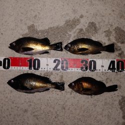 電気ウキ釣り 5