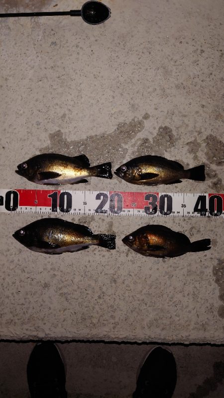 電気ウキ釣り 5