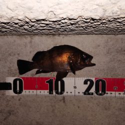 電気ウキ釣り 6