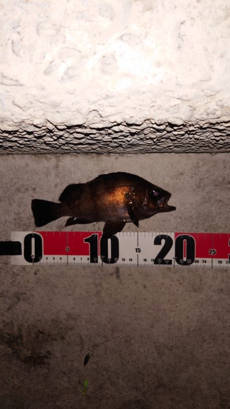 電気ウキ釣り 6