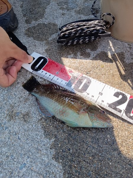 ちょい投げ淡路西側