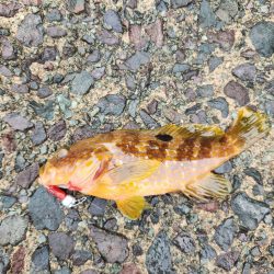 雨降りの中ロックフィッシュ