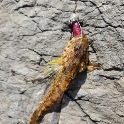 ロックフィッシュ三昧