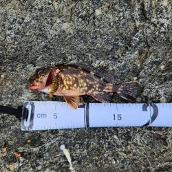 続•ロックフィッシュ