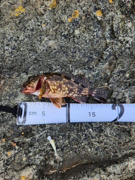 続•ロックフィッシュ